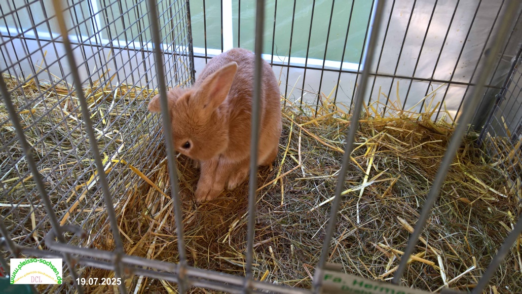 hase25i.jpg