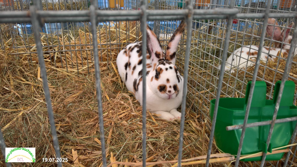 hase25k.jpg