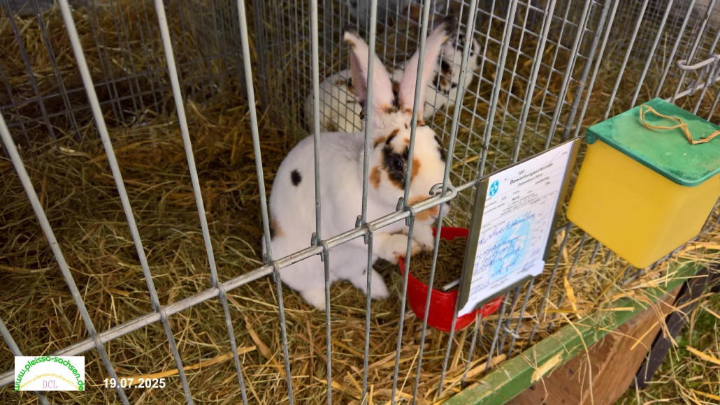 hase25m.jpg