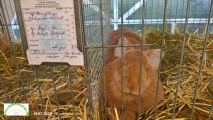 hase25g.jpg