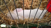 hase25h.jpg