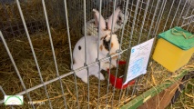 hase25m.jpg